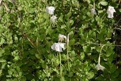 Mandevilla lanuginosa