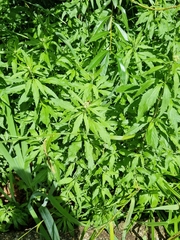 Eupatorium cannabinum