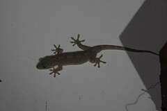 Gekko japonicus