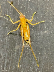 Camptonotus carolinensis