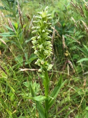 Platanthera convallariifolia