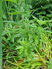 Eupatorium cannabinum