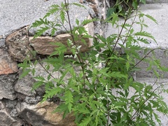 Vitex negundo heterophylla