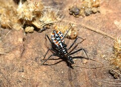 Austrarcesius bicolor