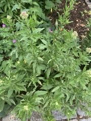 Eupatorium cannabinum