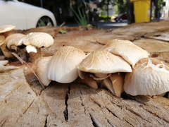 Cyclocybe cylindracea