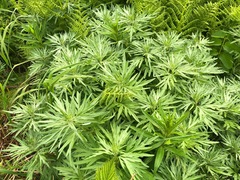 Artemisia tilesii unalaschcensis