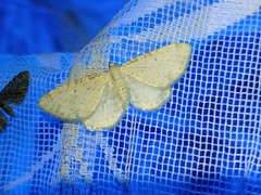 Eupithecia cretaceata