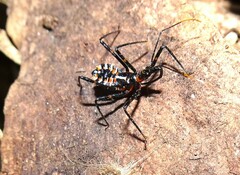 Austrarcesius bicolor