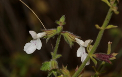 Stachys natalensis