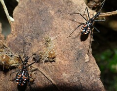 Austrarcesius bicolor