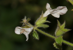 Stachys natalensis