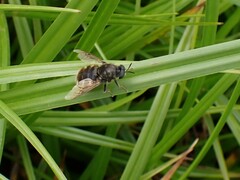 Stratiomys singularior