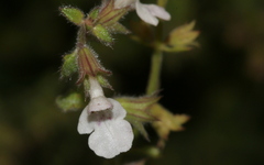 Stachys natalensis