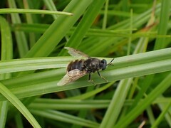 Stratiomys singularior