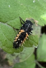 Harmonia axyridis