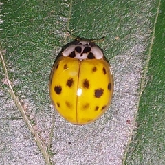 Harmonia axyridis