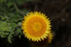 Helichrysum setosum