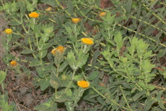 Helichrysum setosum