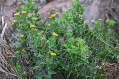 Helichrysum setosum