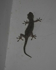 Gekko japonicus
