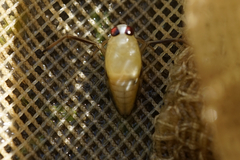 Notonecta triguttata