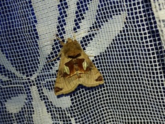 Autographa aemula