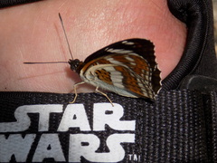 Limenitis sydyi