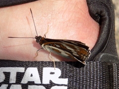 Limenitis sydyi
