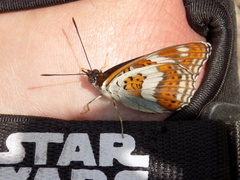 Limenitis sydyi