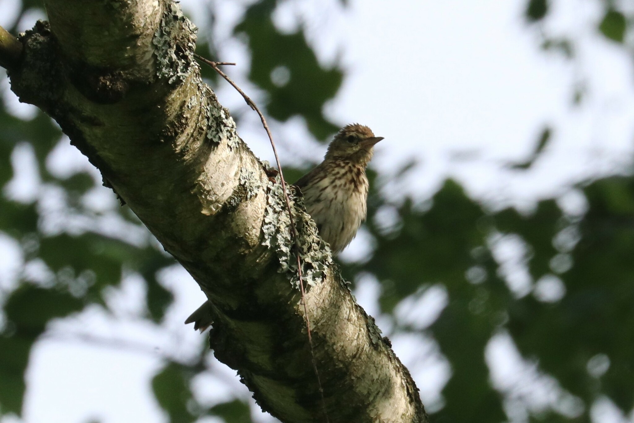 Tree Pipit
