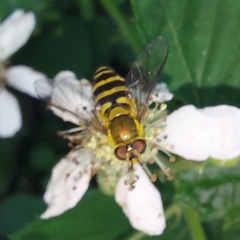 Syrphus