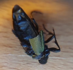 Carabus scheidleri