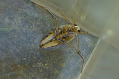 Notonecta triguttata