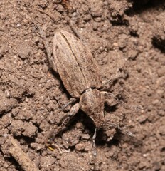 Tanymecus dilaticollis