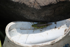 Ognevia longipennis
