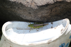 Ognevia longipennis