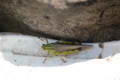 Ognevia longipennis