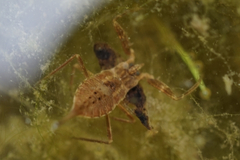 Laccotrephes japonensis