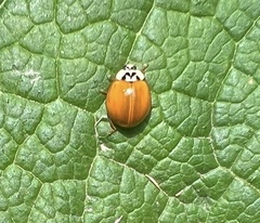 Harmonia axyridis