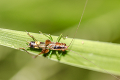 Conocephalus versicolor