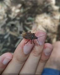 Apodiphus integriceps