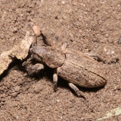 Tanymecus dilaticollis