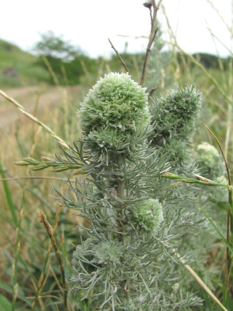 Rhopalomyia saissanica