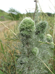 Rhopalomyia saissanica