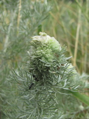 Rhopalomyia saissanica
