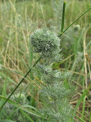 Rhopalomyia saissanica