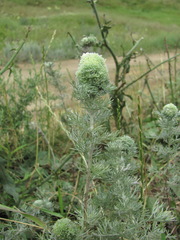Rhopalomyia saissanica