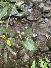 Tarenna gracilipes