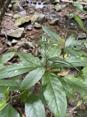 Tarenna gracilipes
